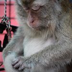 Zbliżenie małpy na huśtawce