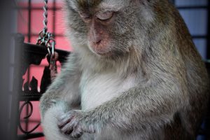 Jak podłączyć Silver Monkey Tag?