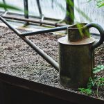 Stara puszka do nawadniania na półce do sadzenia w szklarni