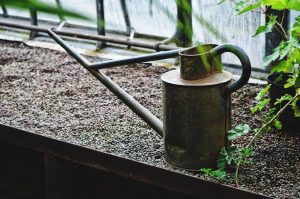 Stara puszka do nawadniania na półce do sadzenia w szklarni