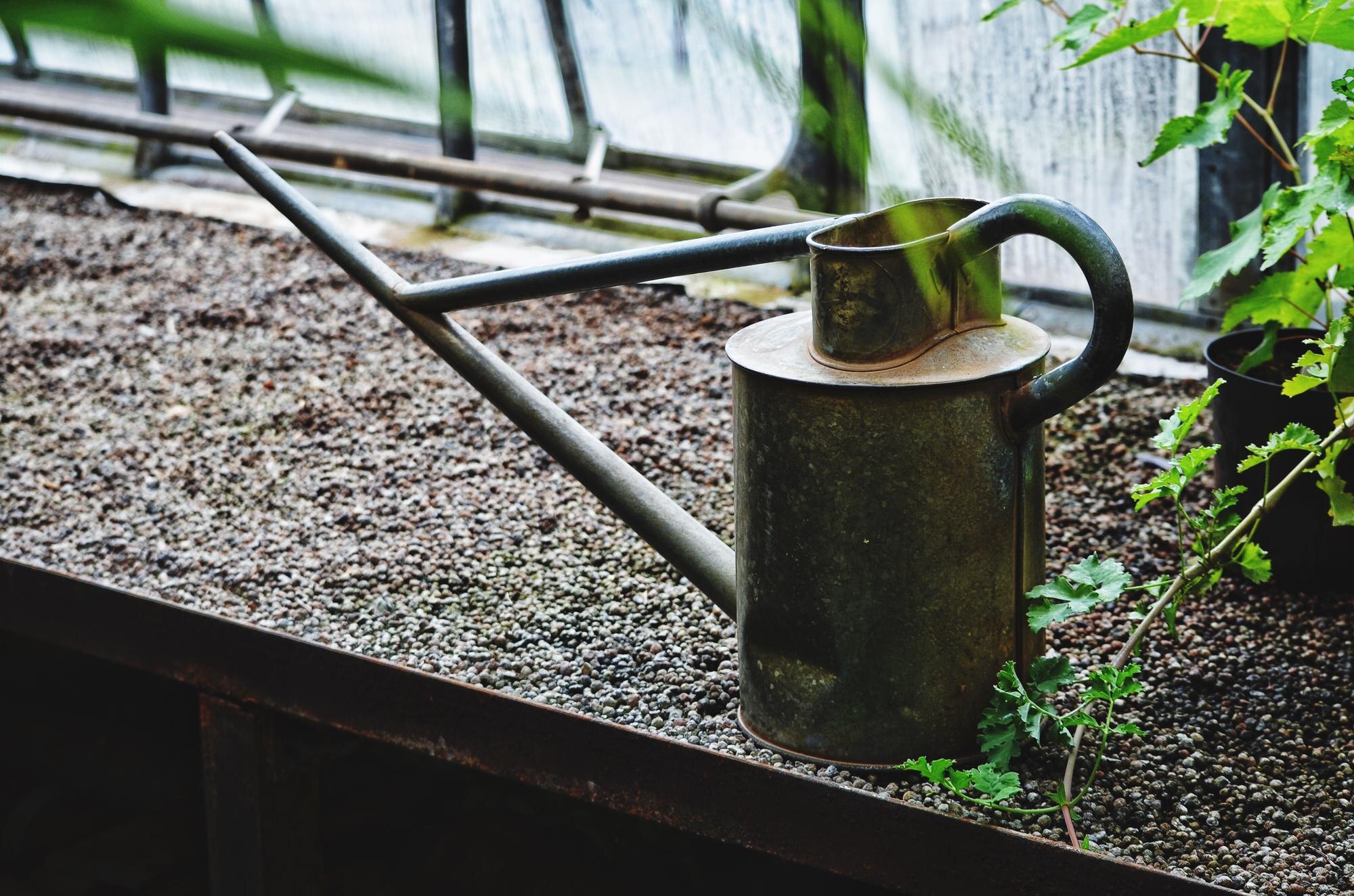 Stara puszka do nawadniania na półce do sadzenia w szklarni