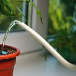 Nawadnianie małego drzewa w brązowym garnku z puszki nawadniającej zbliżenie okiennicy w domu