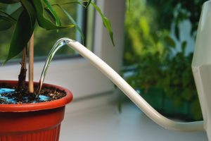 Nawadnianie małego drzewa w brązowym garnku z puszki nawadniającej zbliżenie okiennicy w domu