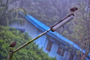 Ptak siedzący na ścianie