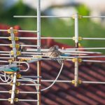 Ptak gołąb zebry (Geopelia striata) łapie w naturze z domkiem na dachu Antena telewizyjna