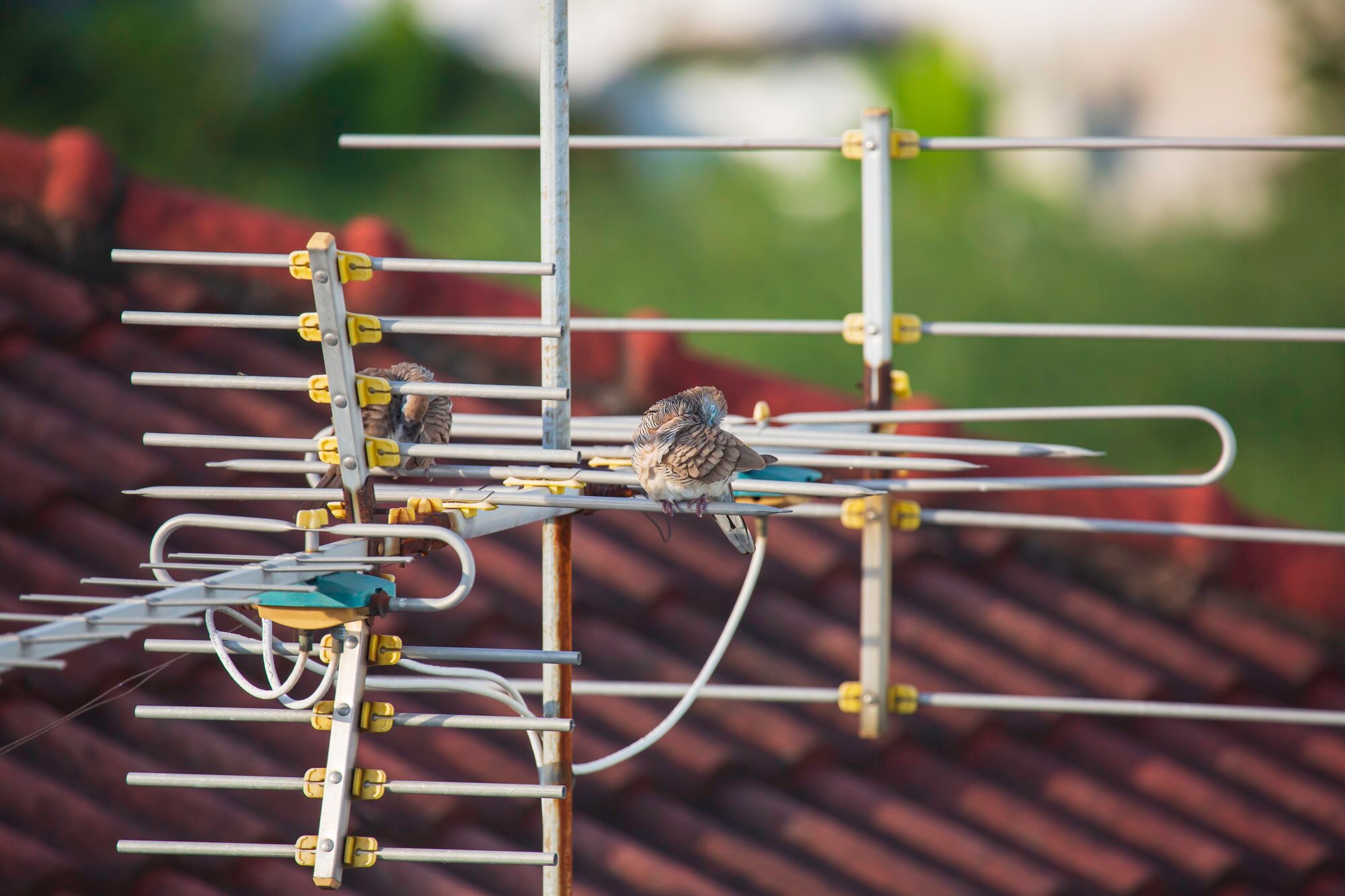 Ptak gołąb zebry (Geopelia striata) łapie w naturze z domkiem na dachu Antena telewizyjna