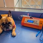 Francuski buldog jest leczony w klinice weterynaryjnej z cewnikiem w łapie