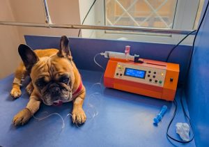 Francuski buldog jest leczony w klinice weterynaryjnej z cewnikiem w łapie