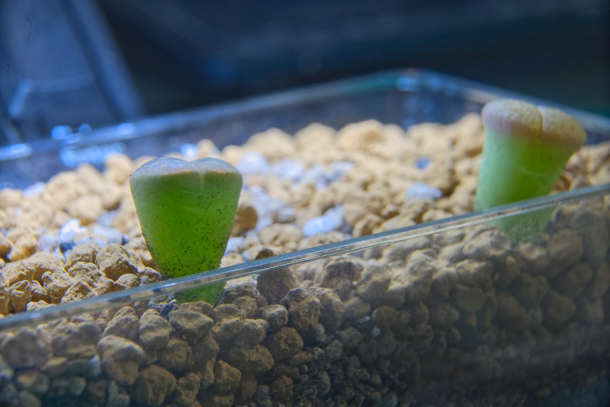 Półprzezroczysty słodki zielony Lithops na małej kamiennej glebie