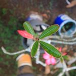 Kwiat frangipani - Kwiat frangipani kwitnie z rozmytym tłem, różowe kwiaty frangipani