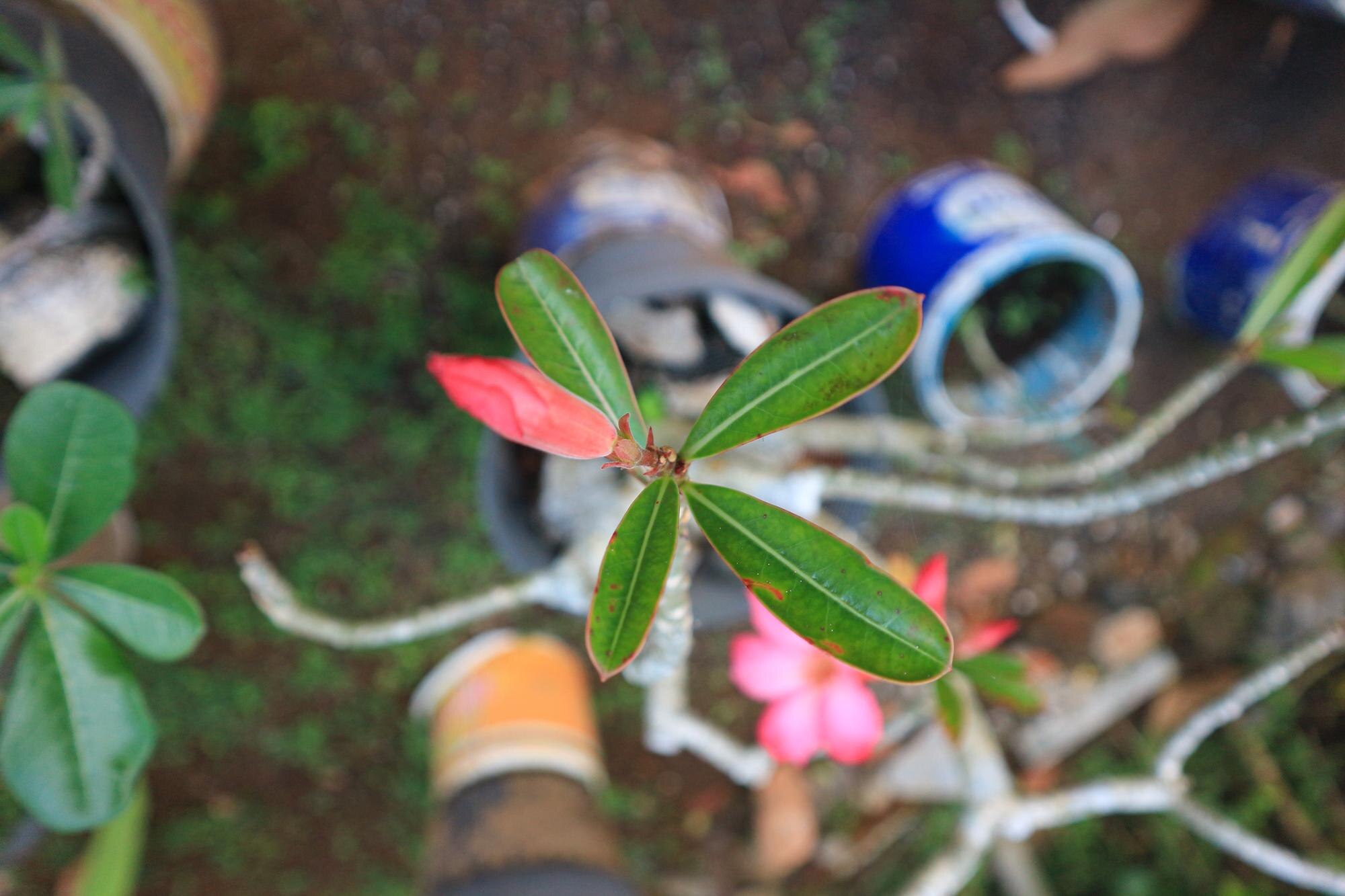 Kwiat frangipani - Kwiat frangipani kwitnie z rozmytym tłem, różowe kwiaty frangipani