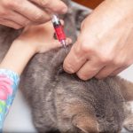 Ręce mężczyzn z zastrzykami ze strzykawki w domu dla kota Ręce dzieci uspokajają zwierzę