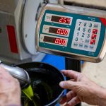 Staruszek w fabryce tłoczenia oleju z oliwek napełnia plastyczne galonki za pomocą lejek i wagi